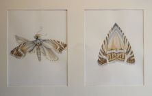 two water colour drawings of moths