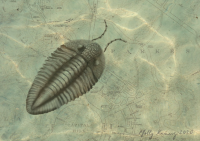 Sketch of fossil Batocara mitchelli 