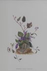 Watercolour artwork of flowers
