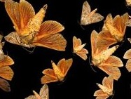 Photograph of many bogong moths against a dark background