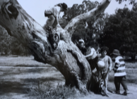 3 photographs of trees in Wanniassa suburban landscape