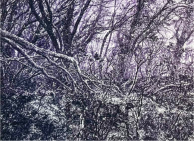 print of dense native forest